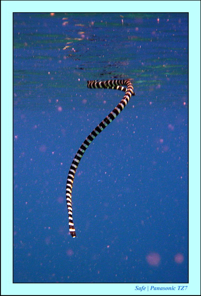 2012 - 07 - Apoh Island 13